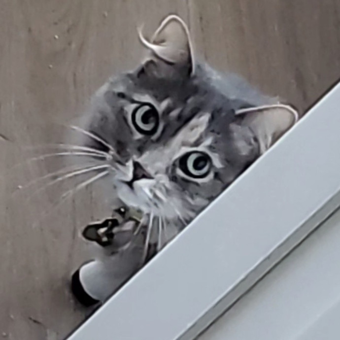 Will Smith Not The Actor Cat Sitting