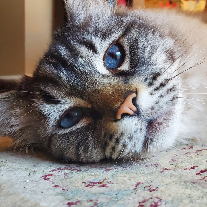 Will Smith Not The Actor Cat Sitting