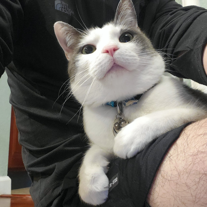 Will Smith Not The Actor Cat Sitting