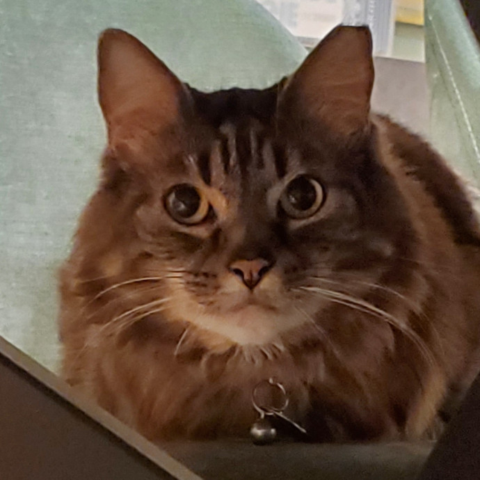 Will Smith Not The Actor Cat Sitting