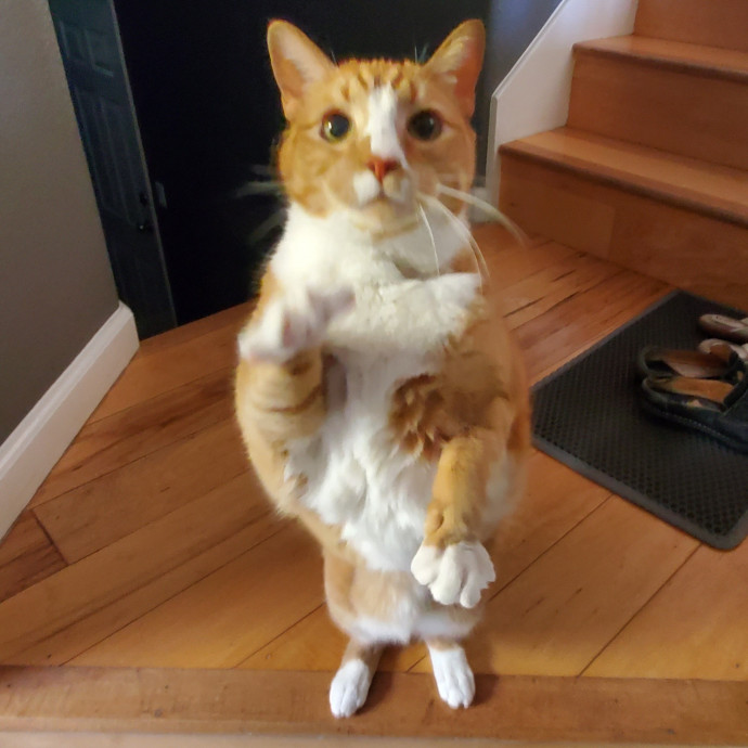 Will Smith Not The Actor Cat Sitting