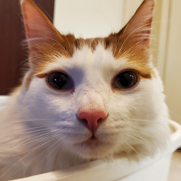 Will Smith Not The Actor Cat Sitting