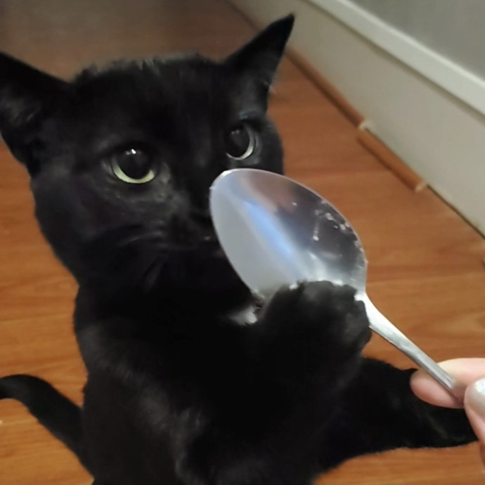 Will Smith Not The Actor Cat Sitting