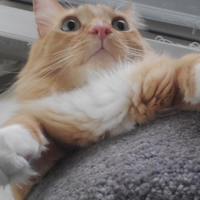 Will Smith Not The Actor Cat Sitting