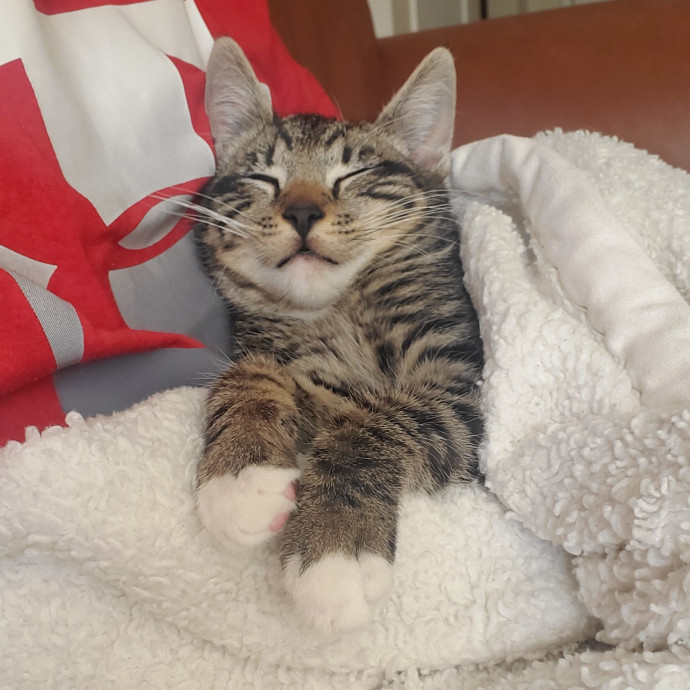 Will Smith Not The Actor Cat Sitting