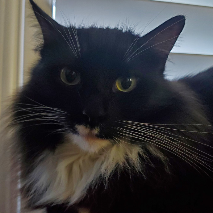 Will Smith Not The Actor Cat Sitting