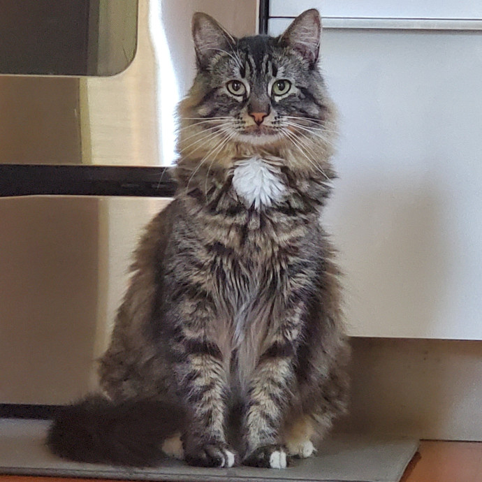Will Smith Not The Actor Cat Sitting