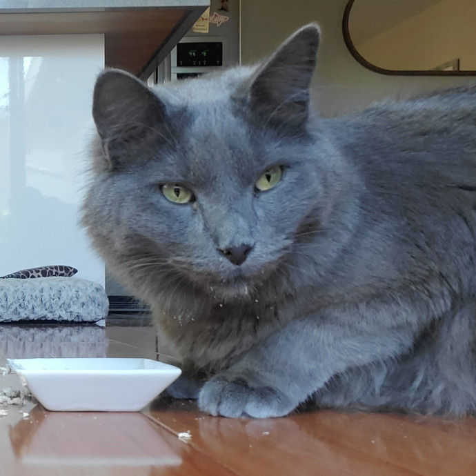 Will Smith Not The Actor Cat Sitting