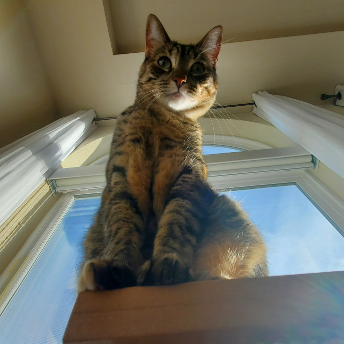 Will Smith Not The Actor Cat Sitting
