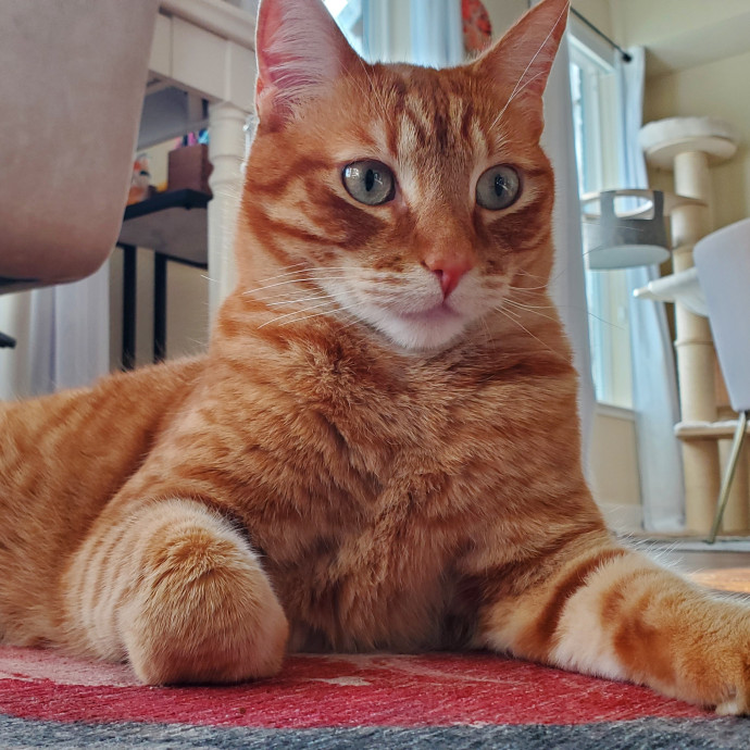 Will Smith Not The Actor Cat Sitting