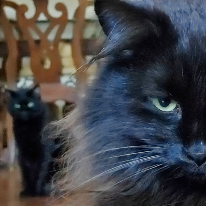 Will Smith Not The Actor Cat Sitting
