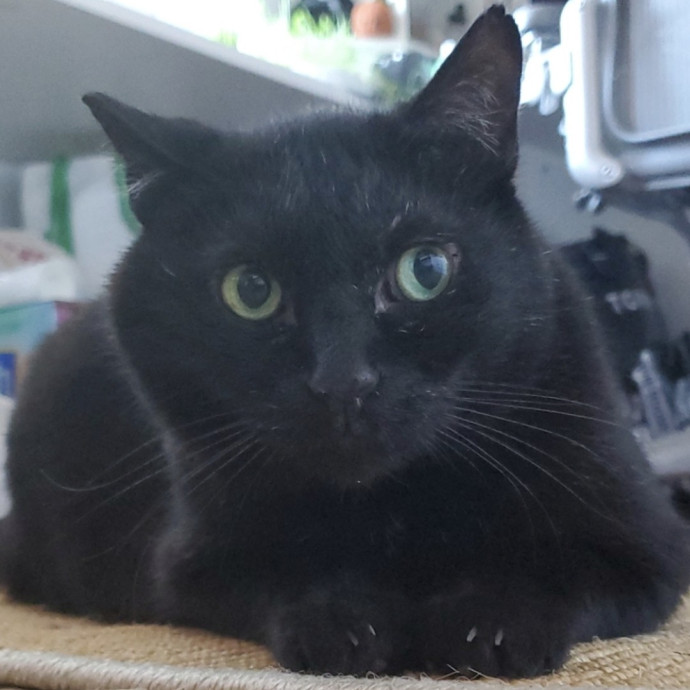 Will Smith Not The Actor Cat Sitting