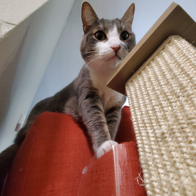 Will Smith Not The Actor Cat Sitting