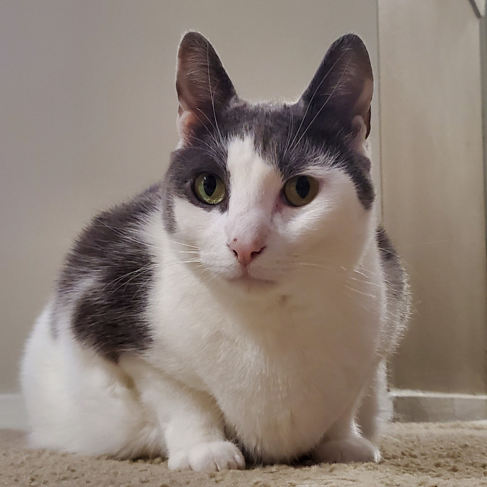 Will Smith Not The Actor Cat Sitting