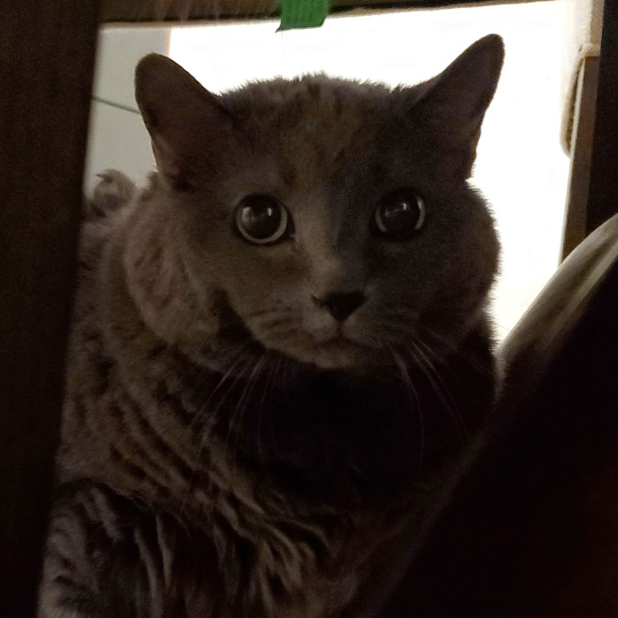 Will Smith Not The Actor Cat Sitting