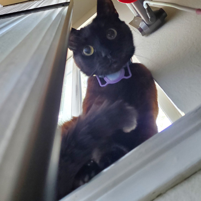 Will Smith Not The Actor Cat Sitting