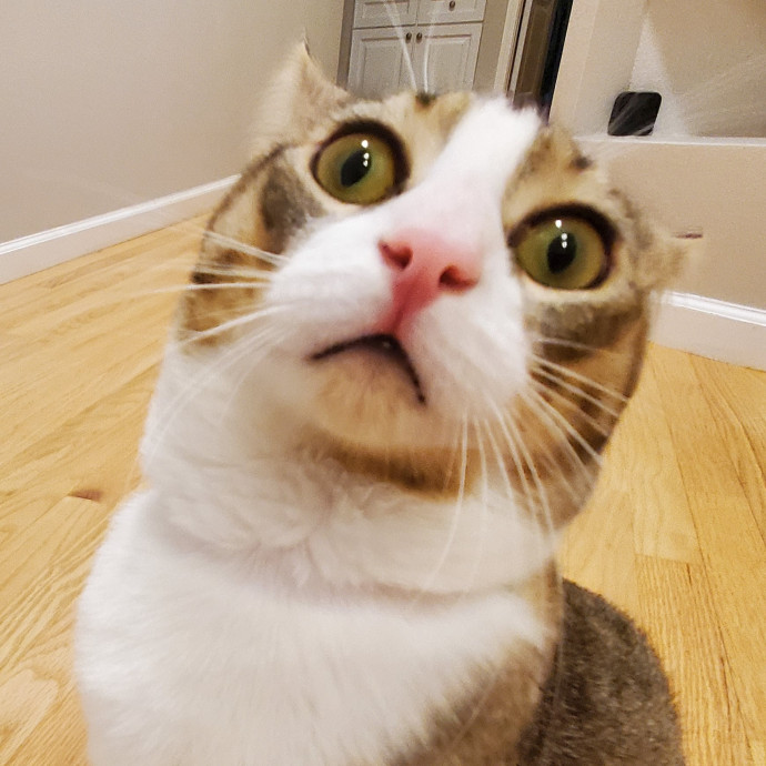 Will Smith Not The Actor Cat Sitting