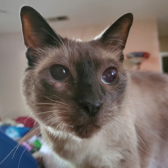 Will Smith Not The Actor Cat Sitting