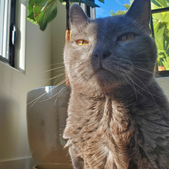 Will Smith Not The Actor Cat Sitting