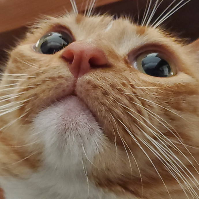 Will Smith Not The Actor Cat Sitting