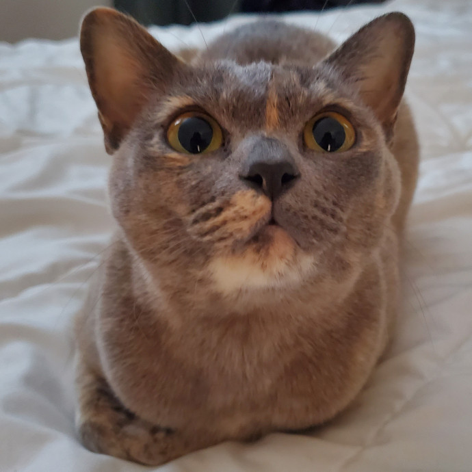 Will Smith Not The Actor Cat Sitting