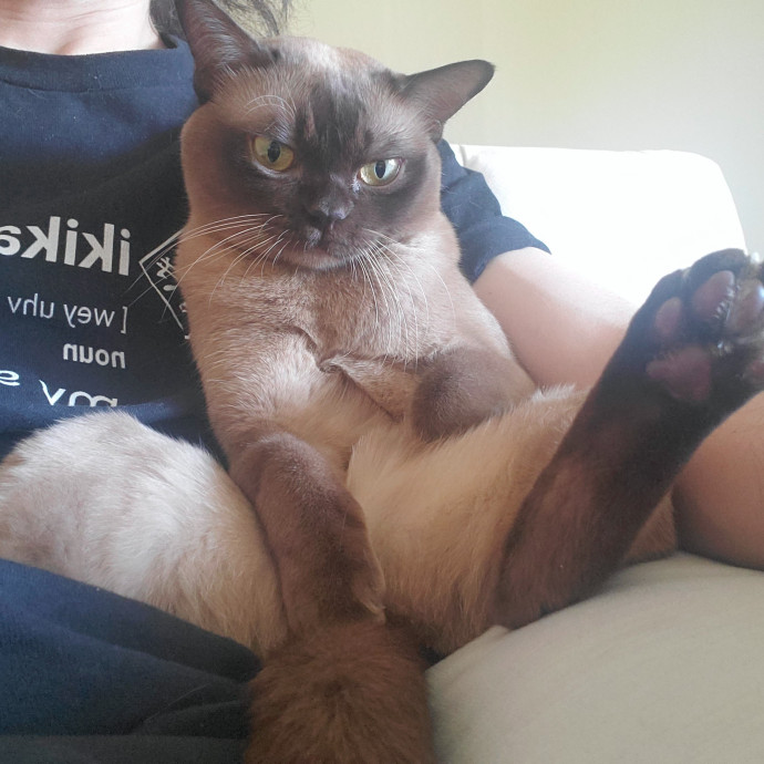 Will Smith Not The Actor Cat Sitting