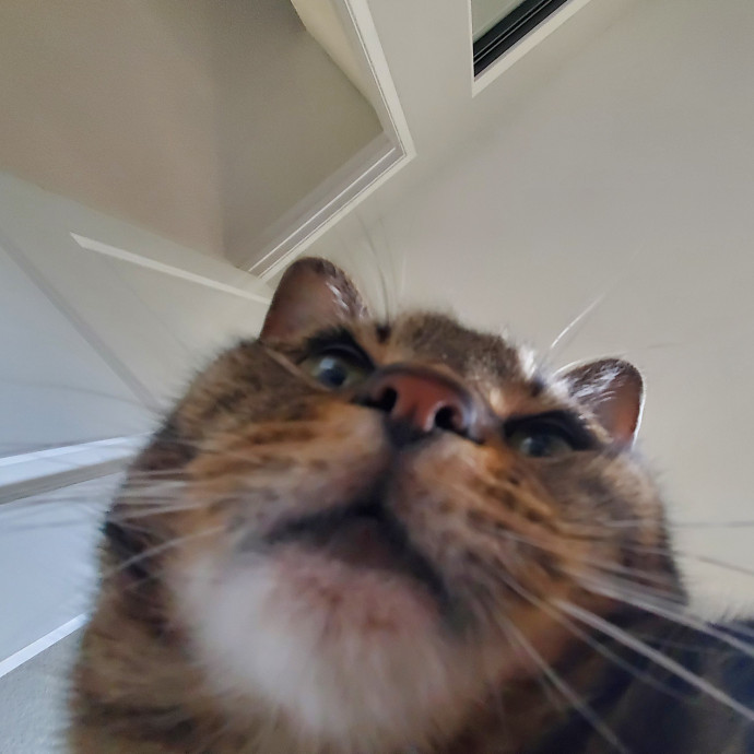 Will Smith Not The Actor Cat Sitting