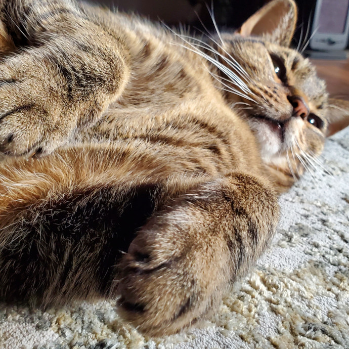 Will Smith Not The Actor Cat Sitting