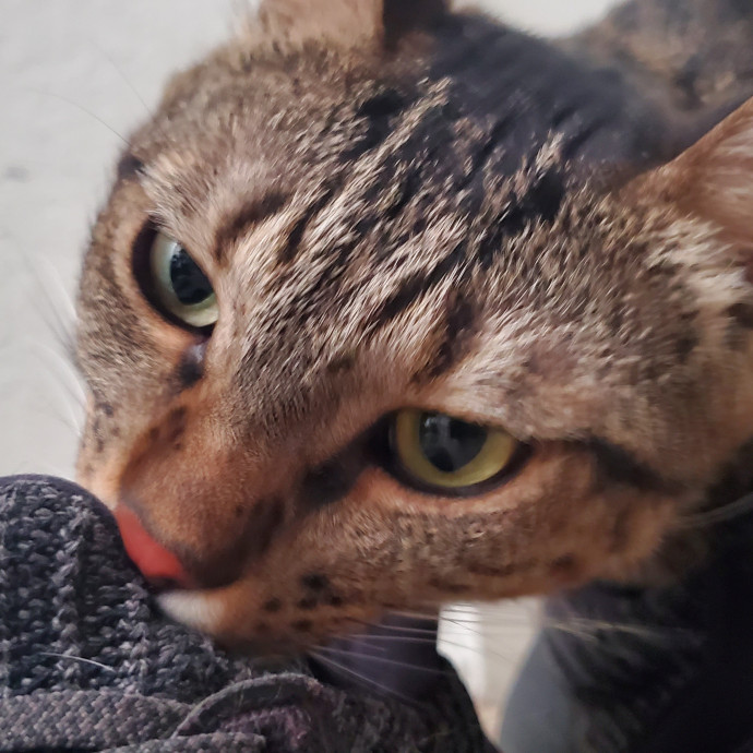 Will Smith Not The Actor Cat Sitting