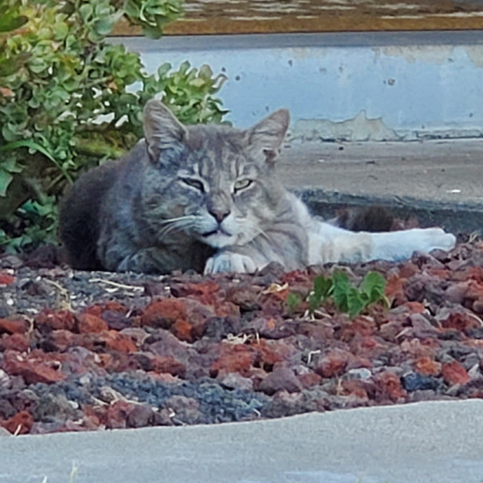 Will Smith Not The Actor Cat Sitting
