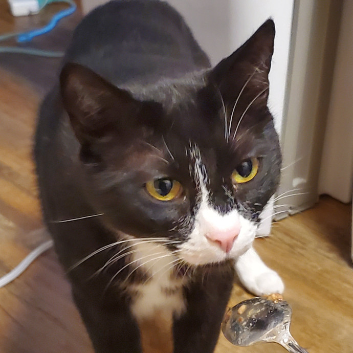 Will Smith Not The Actor Cat Sitting