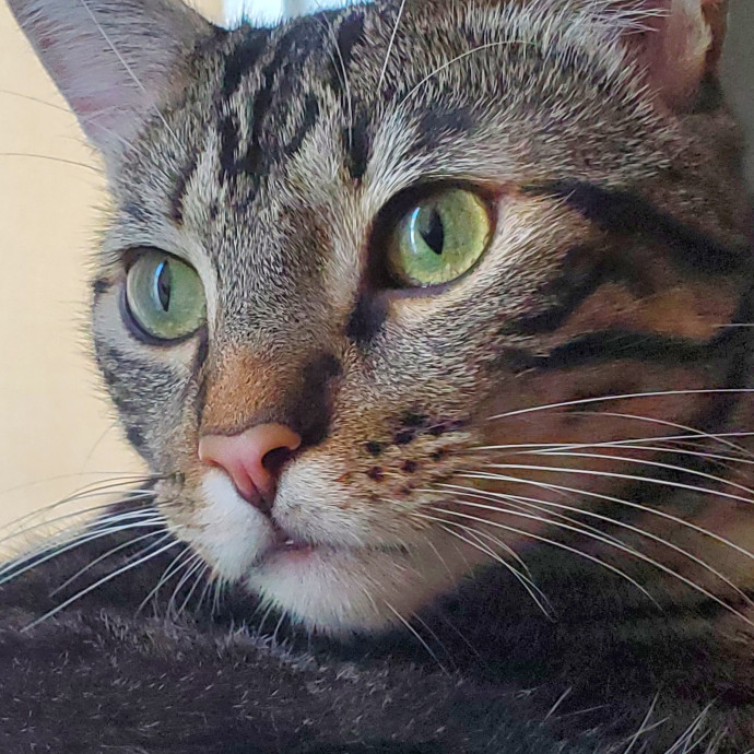 Will Smith Not The Actor Cat Sitting