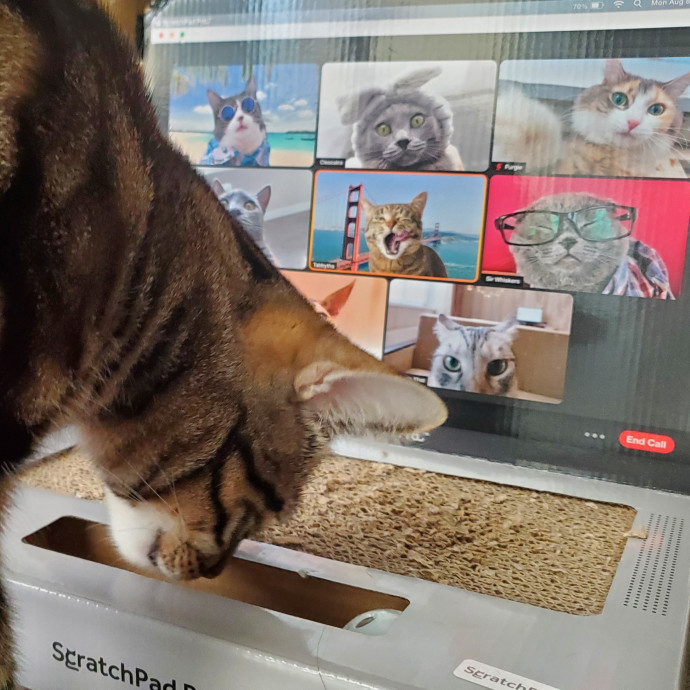 Will Smith Not The Actor Cat Sitting