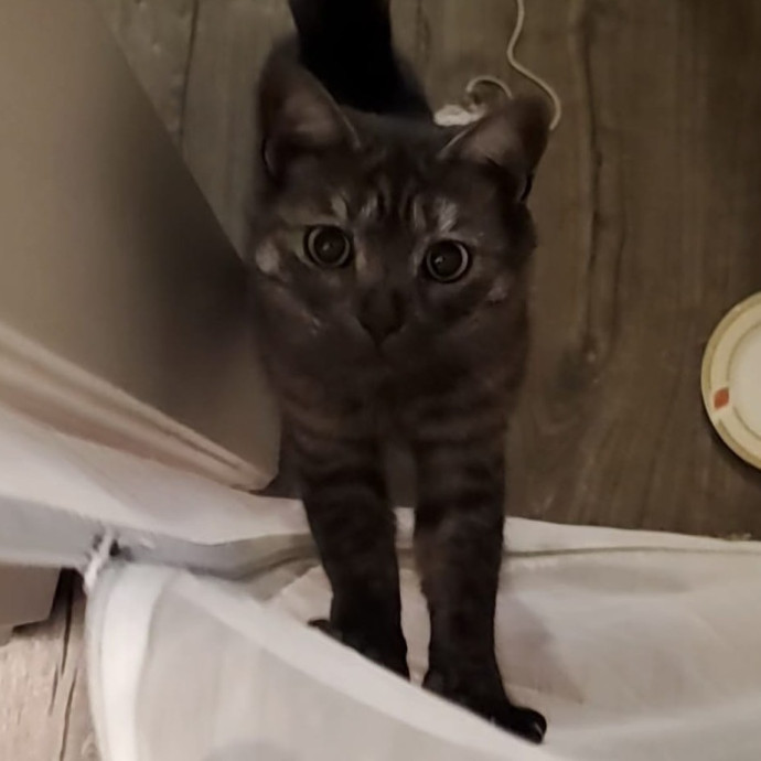 Will Smith Not The Actor Cat Sitting