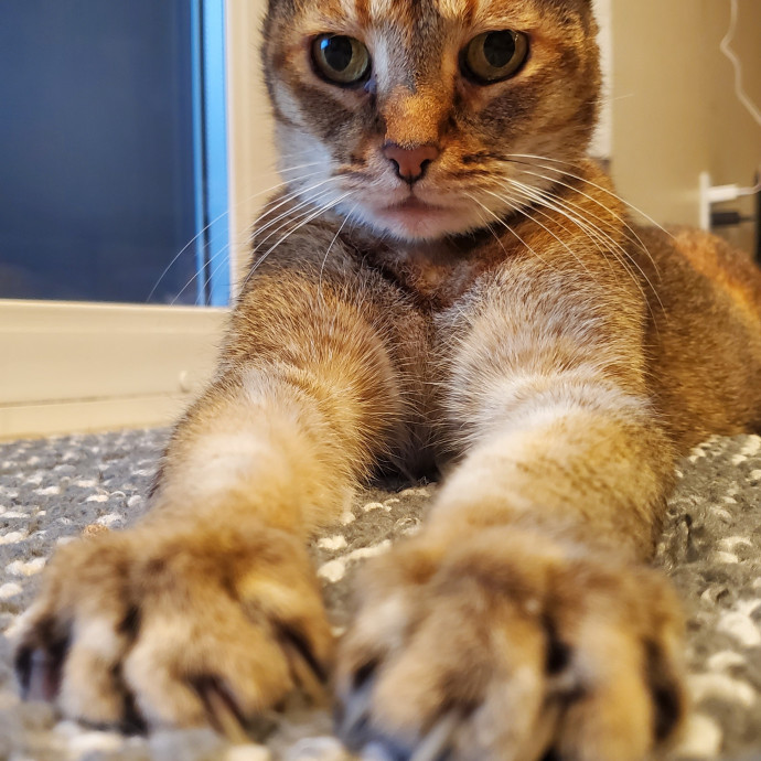 Will Smith Not The Actor Cat Sitting