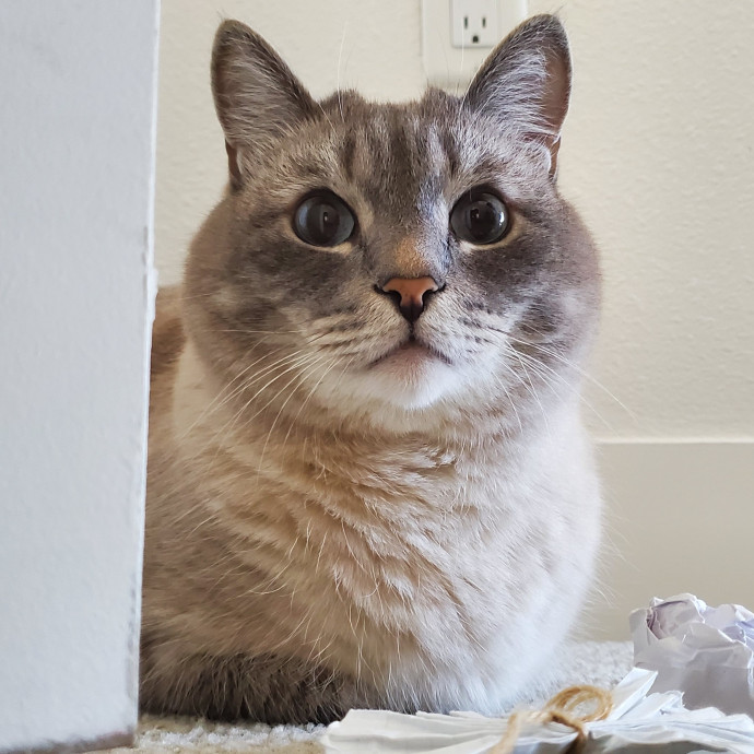 Will Smith Not The Actor Cat Sitting