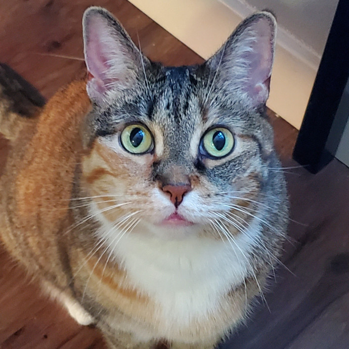 Will Smith Not The Actor Cat Sitting