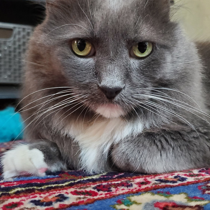 Will Smith Not The Actor Cat Sitting