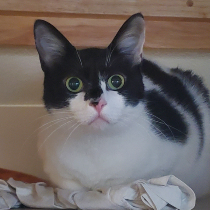 Will Smith Not The Actor Cat Sitting