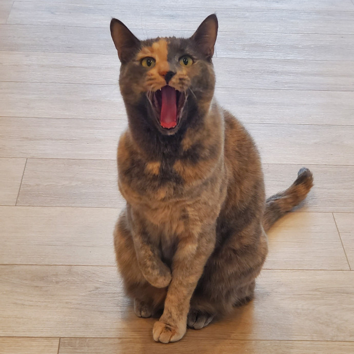 Will Smith Not The Actor Cat Sitting