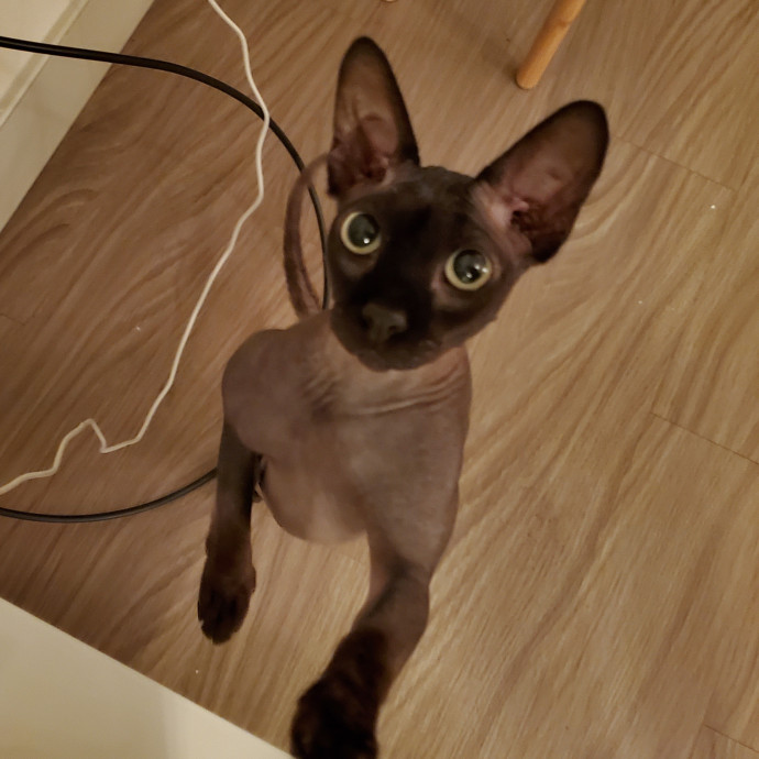 Will Smith Not The Actor Cat Sitting