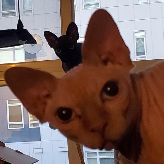 Will Smith Not The Actor Cat Sitting
