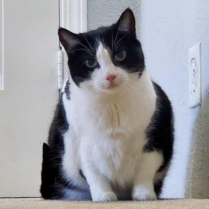 Will Smith Not The Actor Cat Sitting