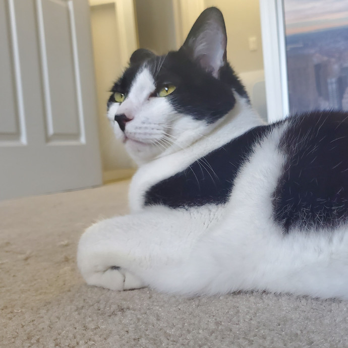 Will Smith Not The Actor Cat Sitting