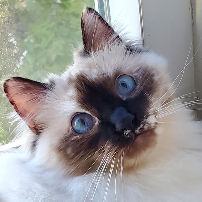Will Smith Not The Actor Cat Sitting