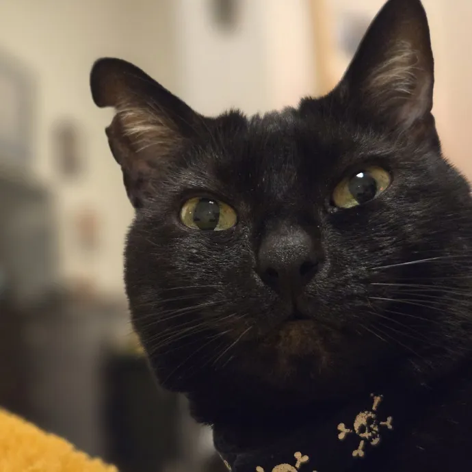 Will Smith Not The Actor Cat Sitting