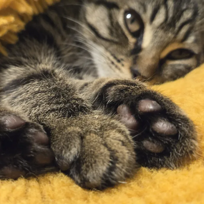 Will Smith Not The Actor Cat Sitting