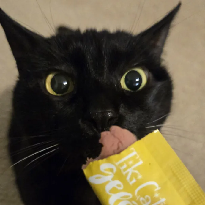 Will Smith Not The Actor Cat Sitting