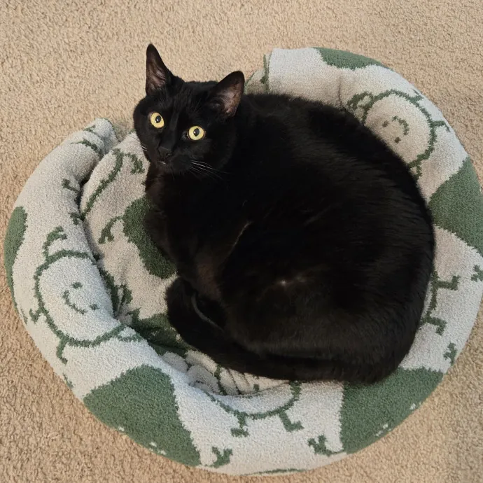 Will Smith Not The Actor Cat Sitting