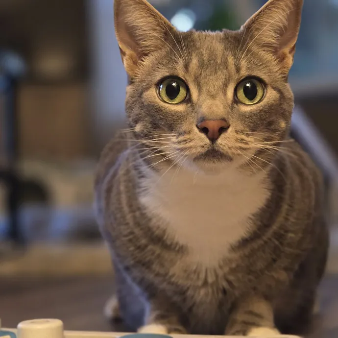 Will Smith Not The Actor Cat Sitting